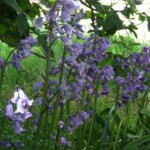 Lovely bluebells outside the studio
