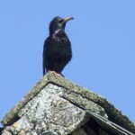 Chris The Bird singing some tunes